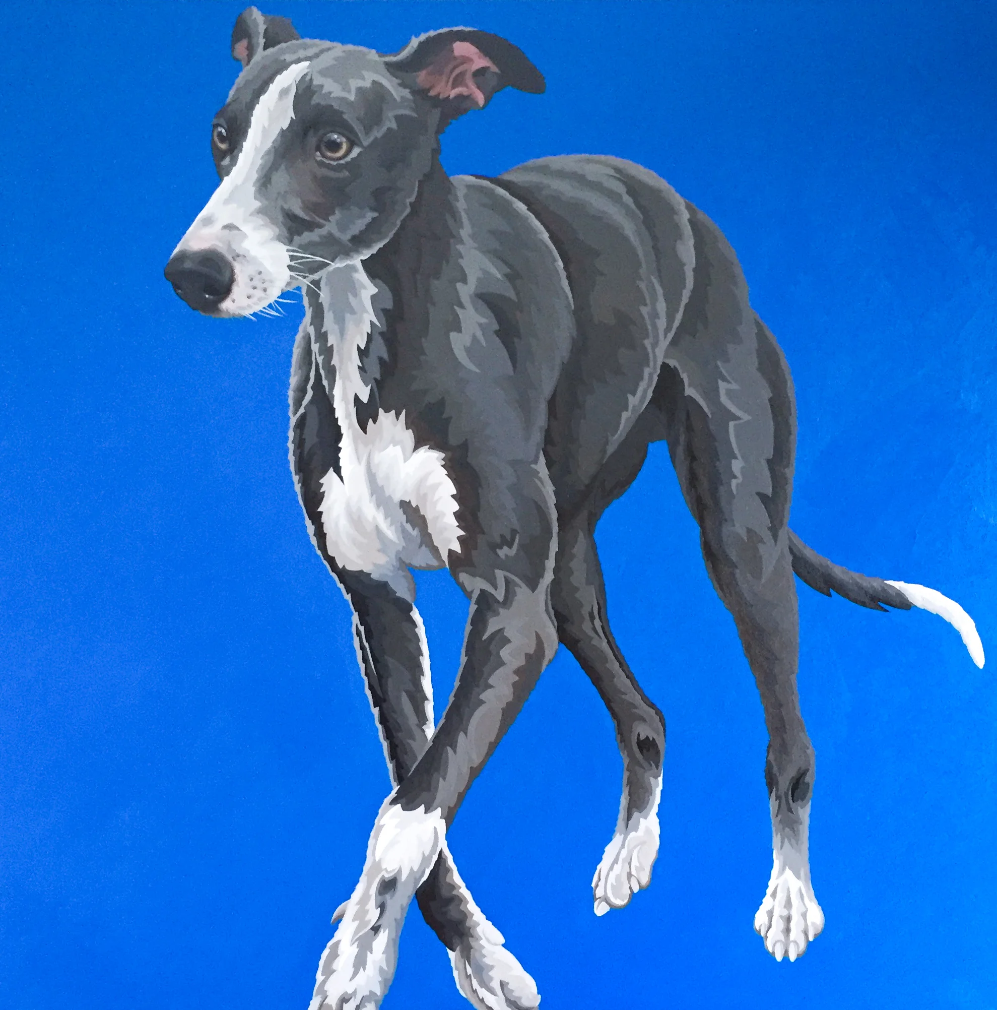 Blue Whippet 2 — Sam Charles Art